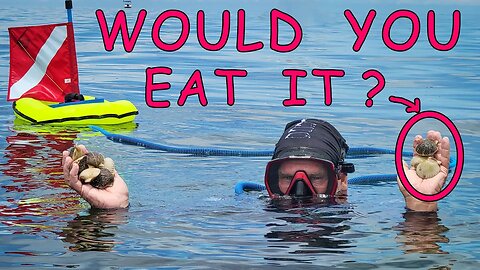 "I Ate Sea Goo"🤮 How to Catch and Cook Florida Scallops with BLU3 Nemo Battery Dive System