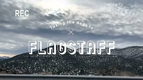 Taking the dogs to Flagstaff ❄️