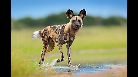 African Wild Dogs in Hertfordshire UK