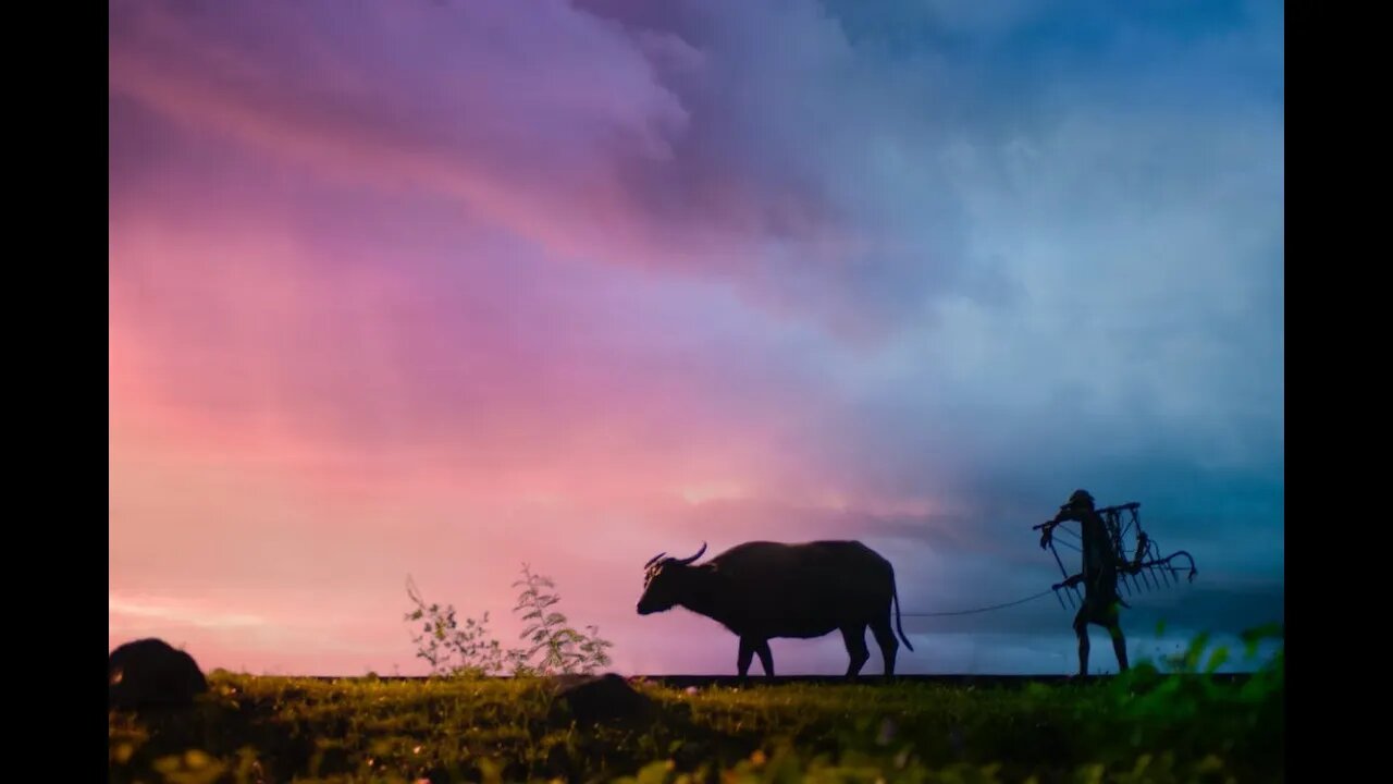 The Chinese Farmer
