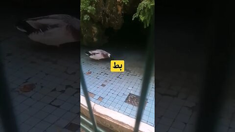 تحويسة...