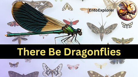 Introduction to Insect Taxonomy - Part 13 - Order Odonata