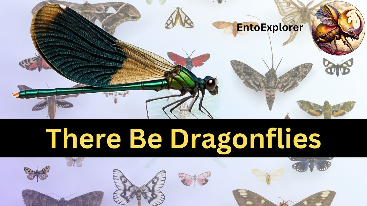 Introduction to Insect Taxonomy - Part 13 - Order Odonata