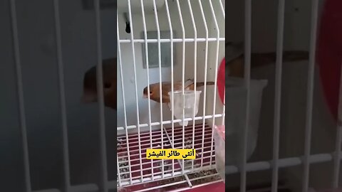 أنثى طائر الكناري الفيشر كيوت روعة