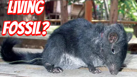 The Once thought to be extinct Laotian rock rat