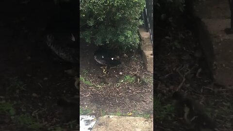 Muscovy ducklings 4