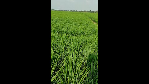 Sawah