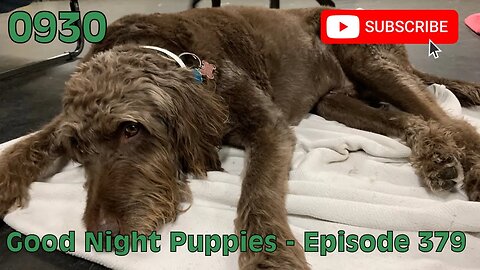 [0930] GOOD NIGHT PUPPIES - EPISODE 379 [#dogs #doggos #doggos #puppies #dogdaycare]