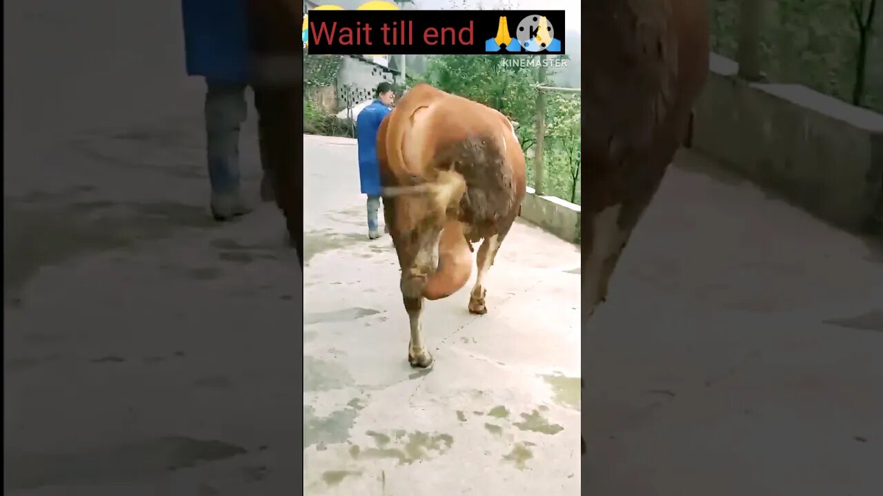 wait till end 🙏🙏 #shorts #funny