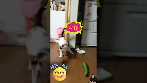 Funny Moments with Cats.