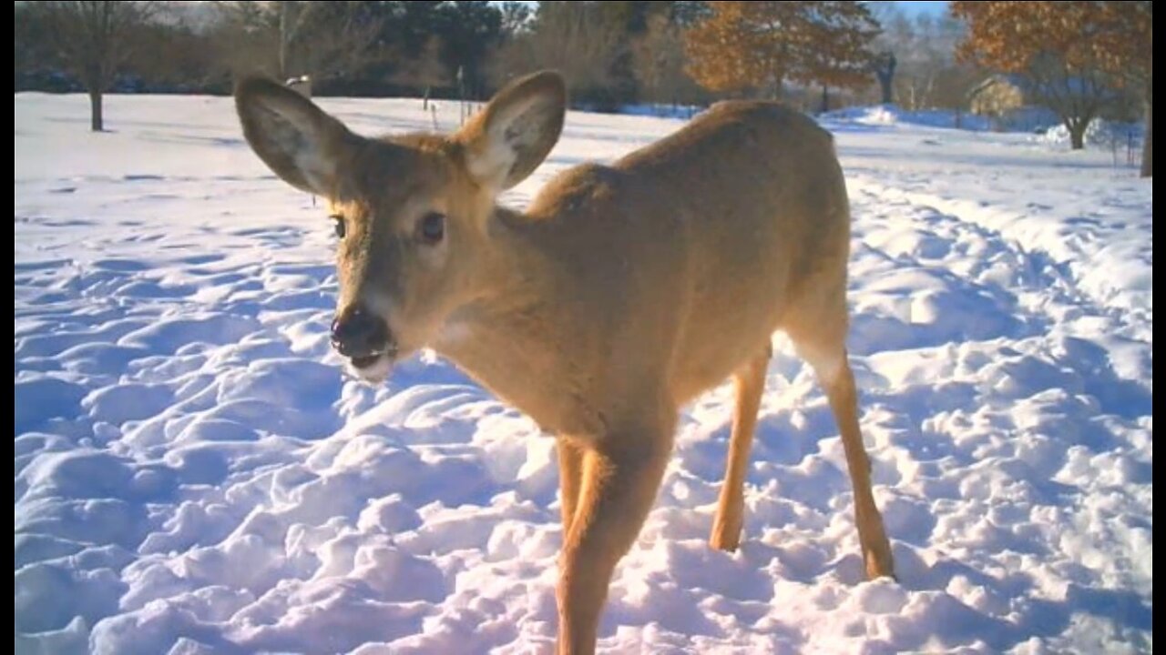DeerCams #008