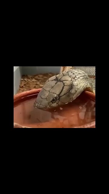 This is how snakes drink