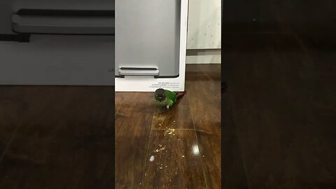 Birdie eating a piece of cereal 🥣