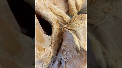 Did You Know This Muscle Even Exists?