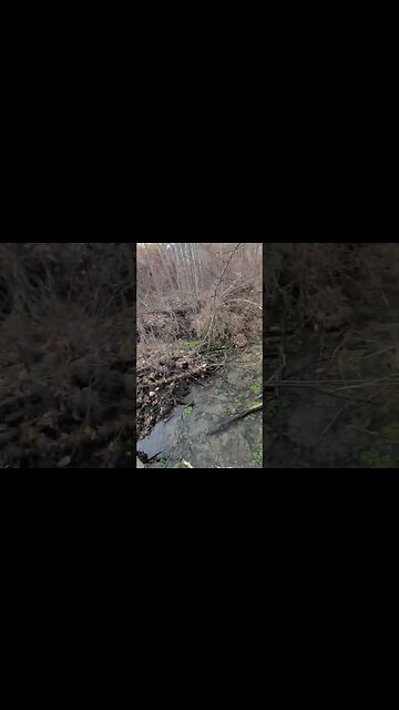 The Adams Bird Sanctuary #onewheel