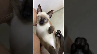 Gatinho dengoso #shorts