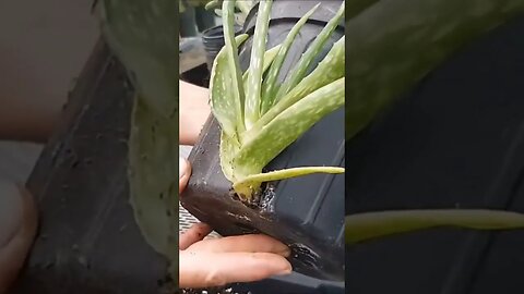 Saving Aloe Vera Pups