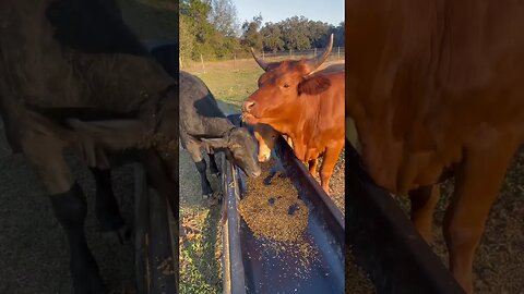 Cattle Crunching! #cattle #cattlefarm #cow #cowvideos #cowfarm #cows #feed #shorts