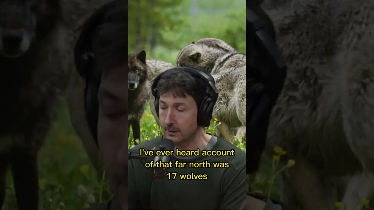 Glenn Villeneuve interactions with wolves in the wilderness of Alaska - Joe Rogan