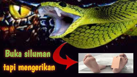 Green_pit viper