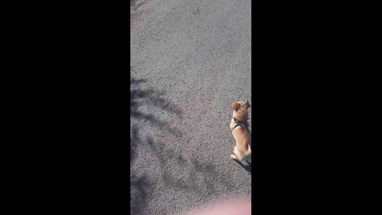 Roxy barks at a cow 1