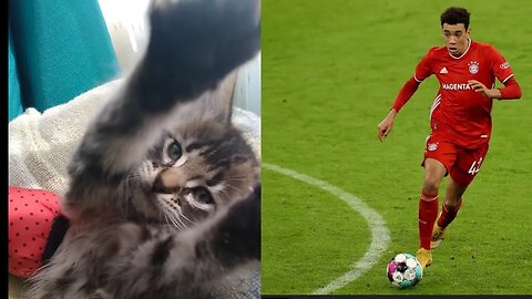 Musiala VS. Owl ! - Cute Kitten (PART 1)