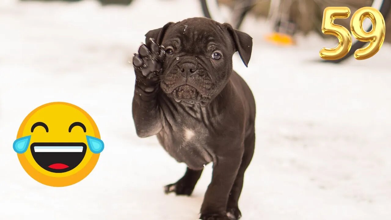 Funny Animals 😂 - Try Not To Laugh 😺😍 #59