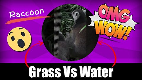 Raccoon On Grass Vs Raccoon On Water #raccoon #raccoons #shorts