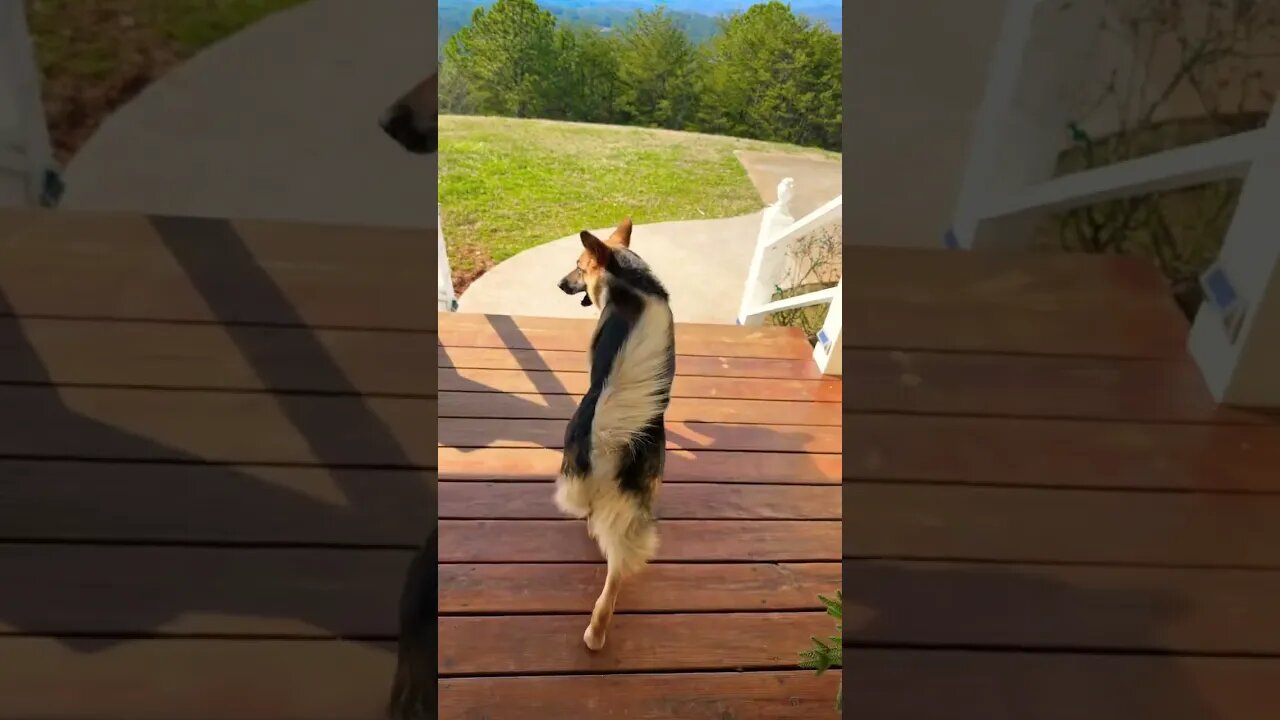 Training the German shepherds, to follow commands and come on recall. Bella crashed but she’s OK ￼￼