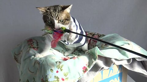 Cat with T-Shirt Plays with a Toy