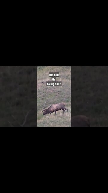 Old bull or young bull? #bullelk #elk #elkhunting #hunting #shortsvideo #shortsfeed #wyoming #wild
