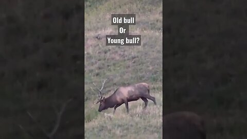 Old bull or young bull? #bullelk #elk #elkhunting #hunting #shortsvideo #shortsfeed #wyoming #wild