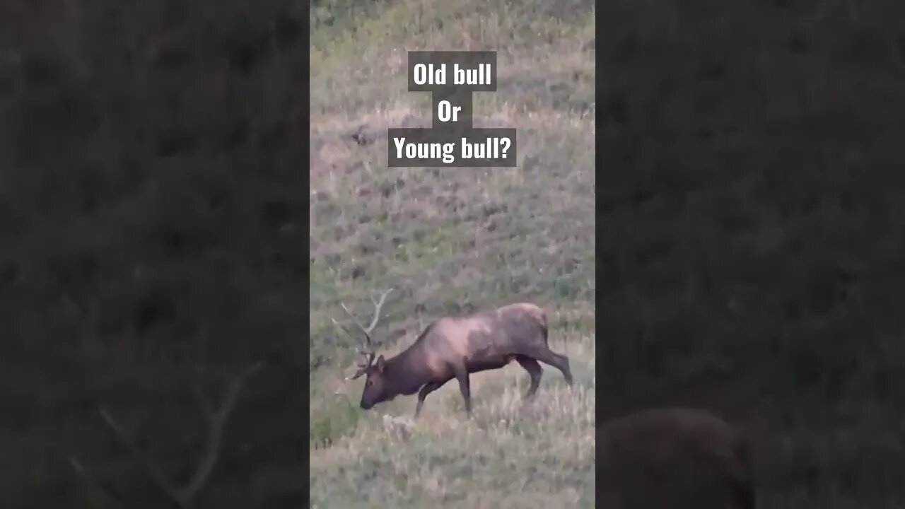 Old bull or young bull? #bullelk #elk #elkhunting #hunting #shortsvideo #shortsfeed #wyoming #wild
