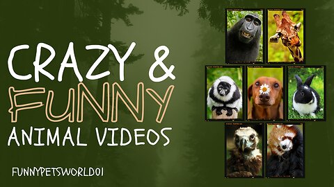 Awesome and funny since of Pet's