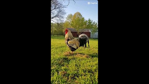 Chicken dance