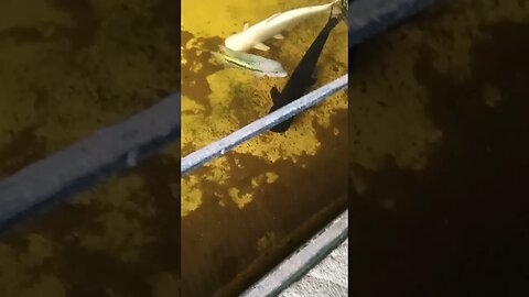 Albino Catfish