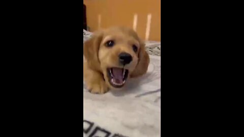 dog the player