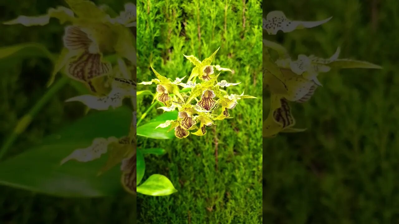 🤪Funky Groovy Orchid 🤪 Bizarre But Beautiful #dendrobiumneifertsalexpoly #shorts #ninjaorchids