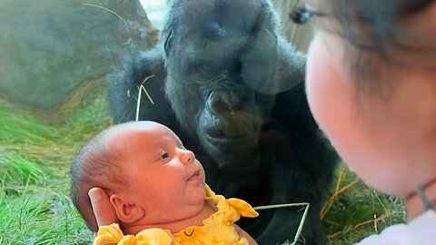 The Affectionate Gorilla Tries to Kiss Baby Through Glass❤️ Funniest Monkey Videos