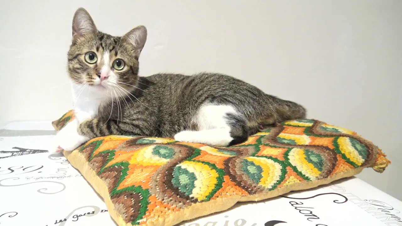 Kitten Follows Me Attentively