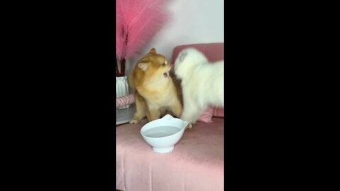 Cat loves to eat chicken