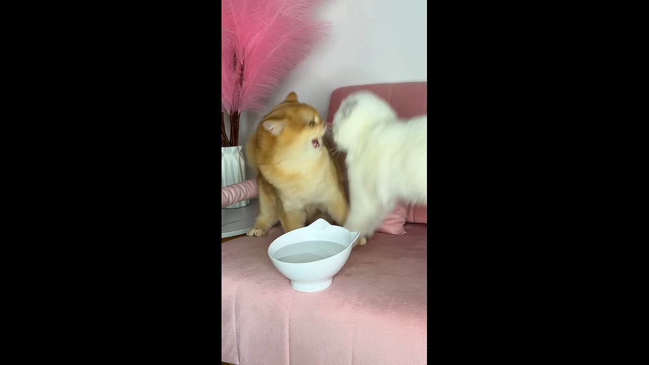 Cat loves to eat chicken
