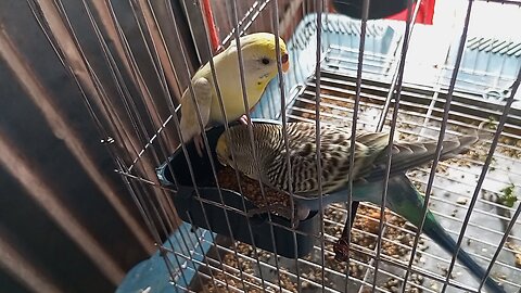 After 2 days I gave food to the bird | Was very hungry bird`