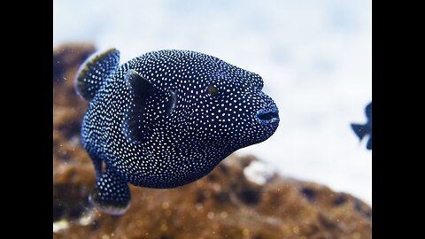 This is the Rolls Royce of the fish world