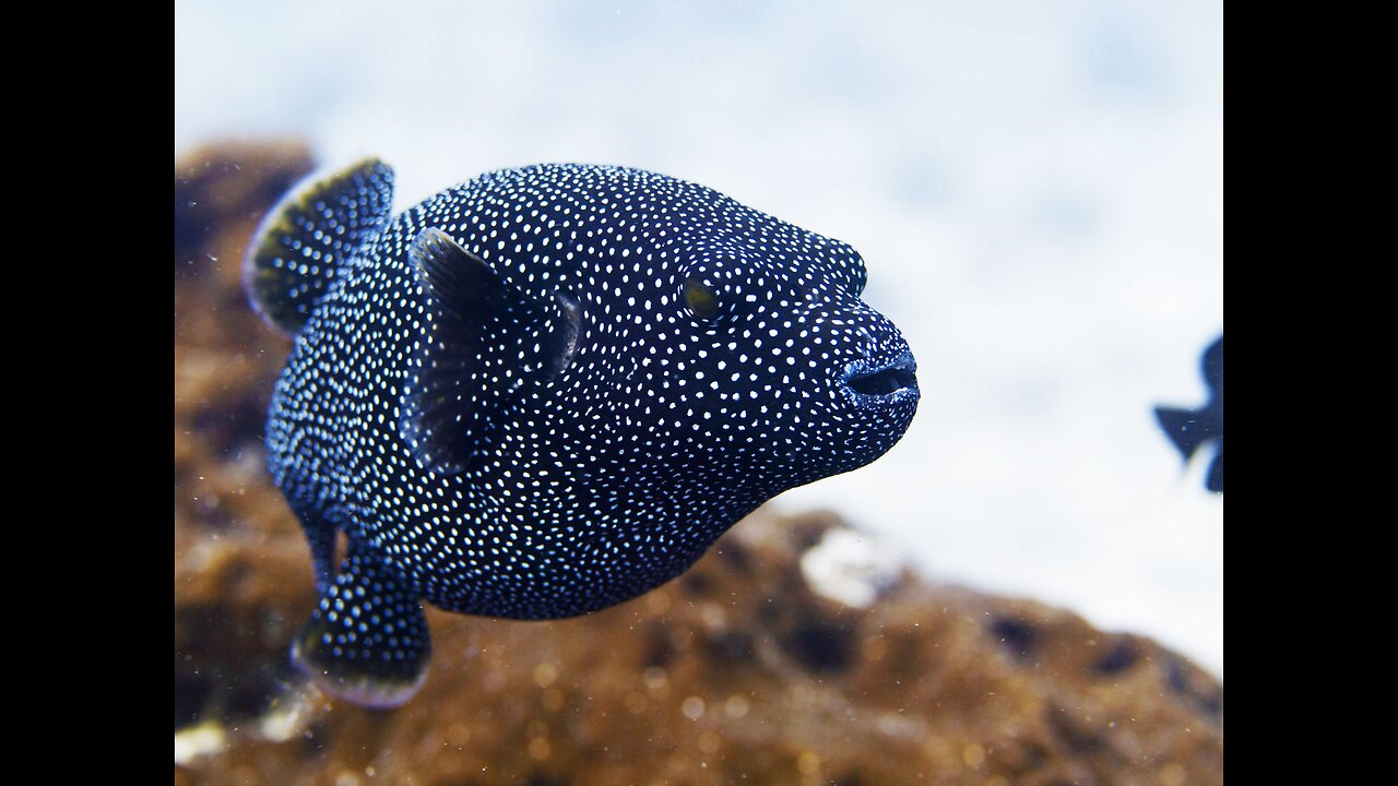 This is the Rolls Royce of the fish world