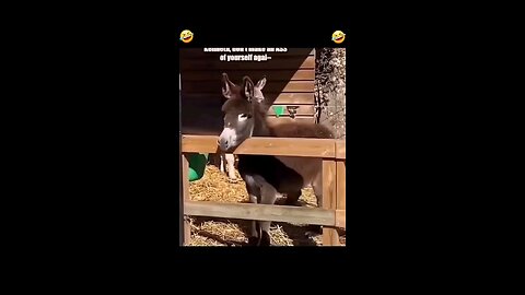 funny video of animals