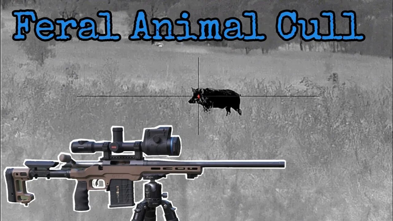 Shooting Feral Pigs & Foxes || Pulsar Thermion 2 LRF XP50 Pro Thermal Scope || 308 Winchester Rifle