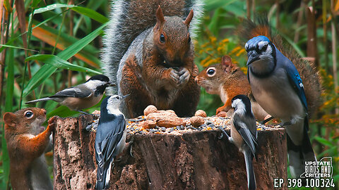 Upstate Birds And Critters: 4k Ep 398 — 100324 Cat TV Dog TV