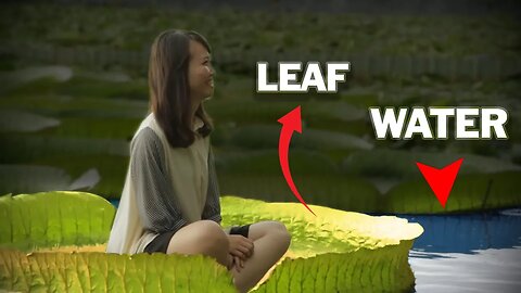 Sail The Seas in the World's Biggest Leaf!