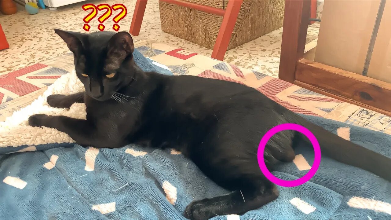 Big Day For Milo! He Is Growing So Fast! ✂️
